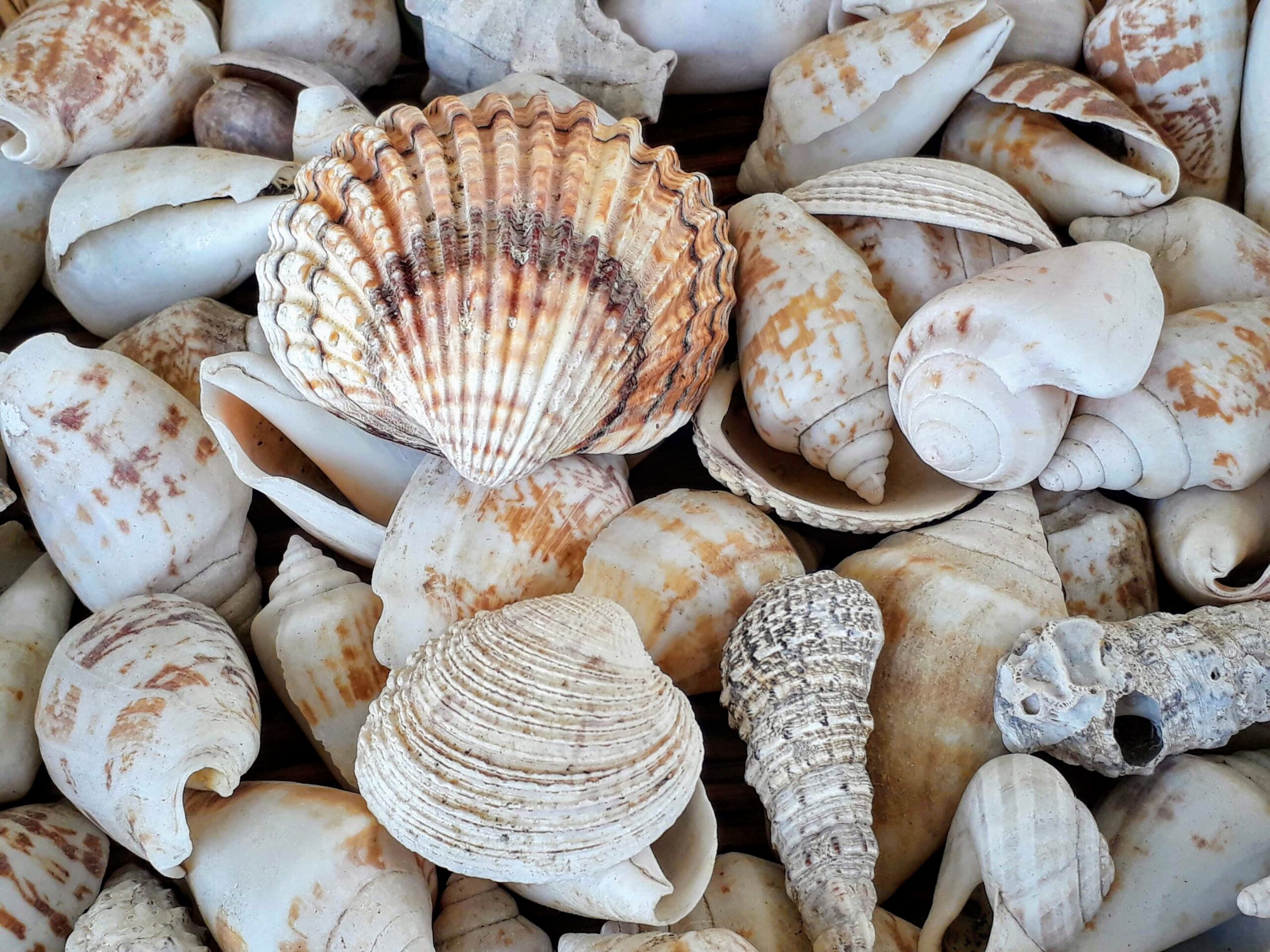 shells fractals