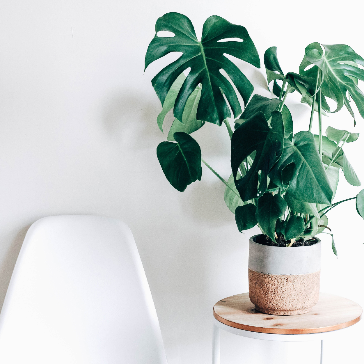 therapy office decor plants