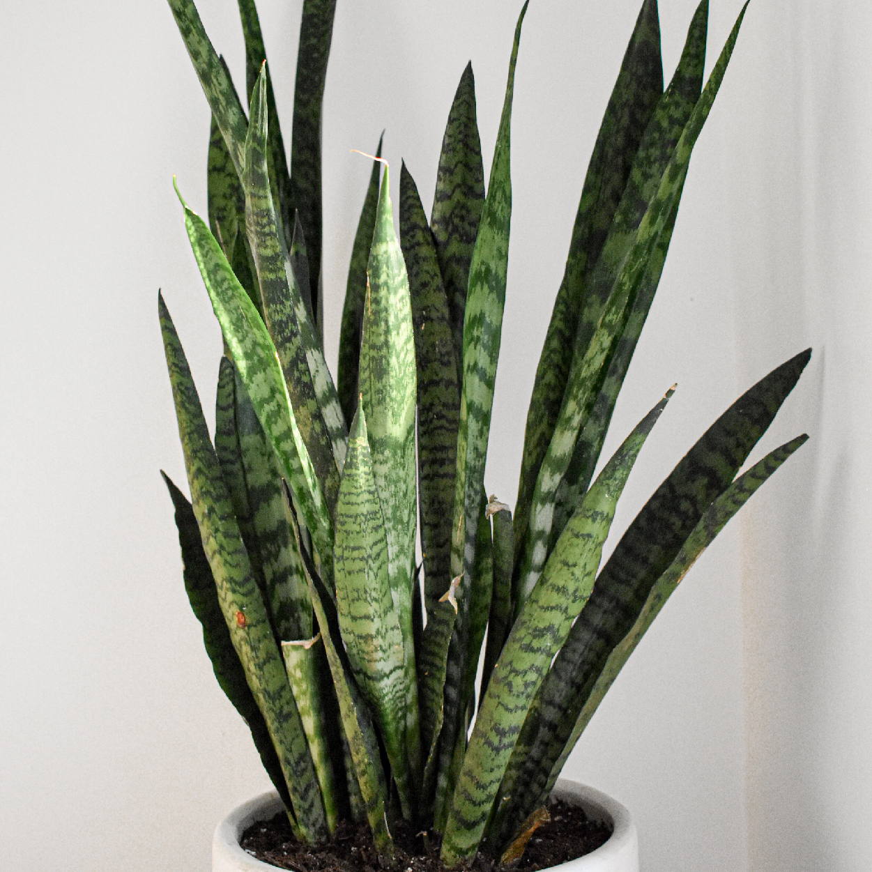 therapy office decor plants